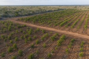 Vista aérea de una huerta joven de limón persa en la península de Yucatán, con riego por goteo